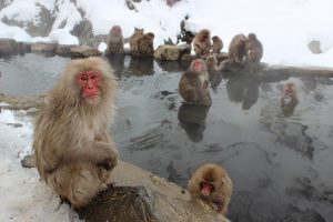 macaques-japonais