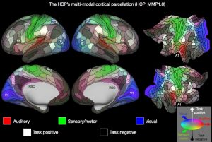 imagerie zones corticales cerveau