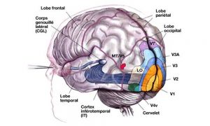 dessin cerveau - mise en évidence cortex visuel