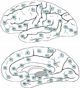 dessin aires du cerveau